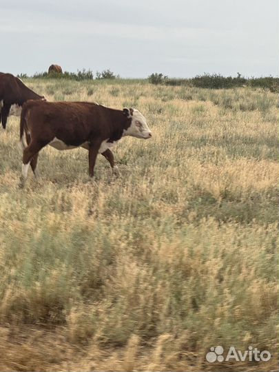 Телята телка