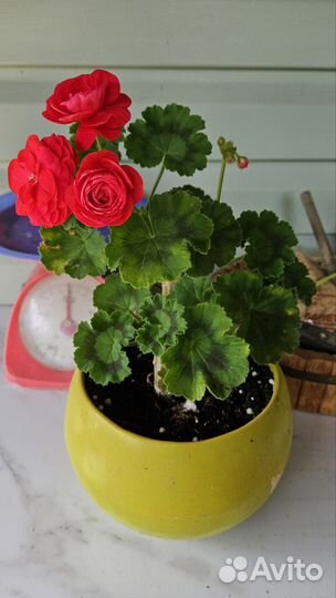 Пеларгония герань сортовая