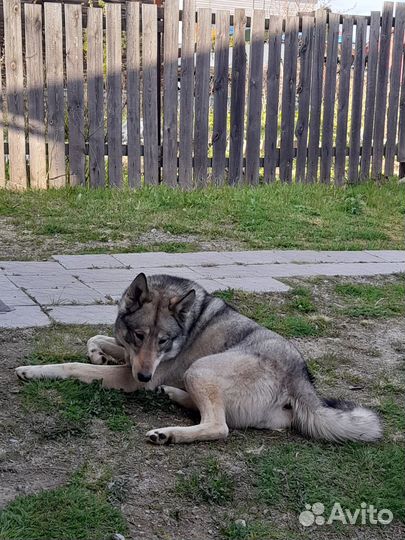 Западно-сибирская лайка зсл