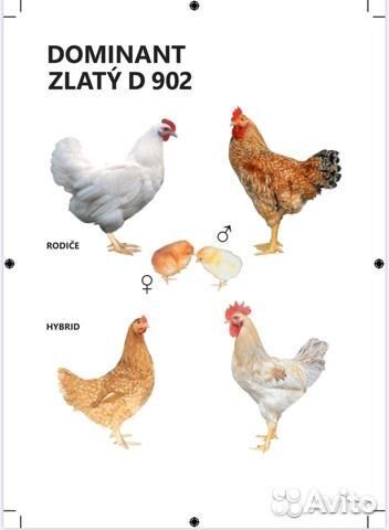 Инкубационное яйцо бройлера и другой птицы