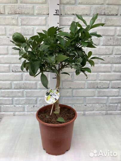 Лимоны плодоносящие из питомника растений