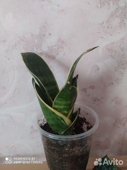 Сансевиерия муншайн