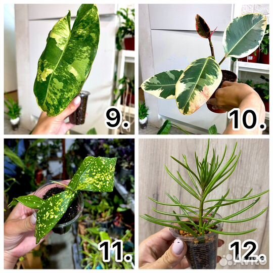 Комнатные растения 1 часть