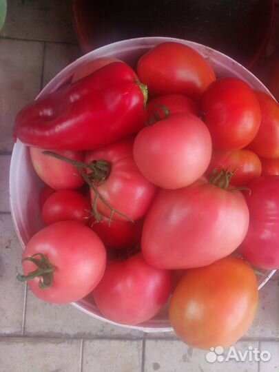 Помидоры домашние