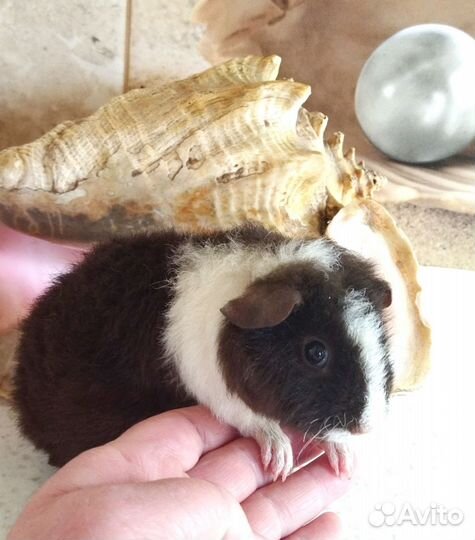 Морские свинки Ам. Тедди