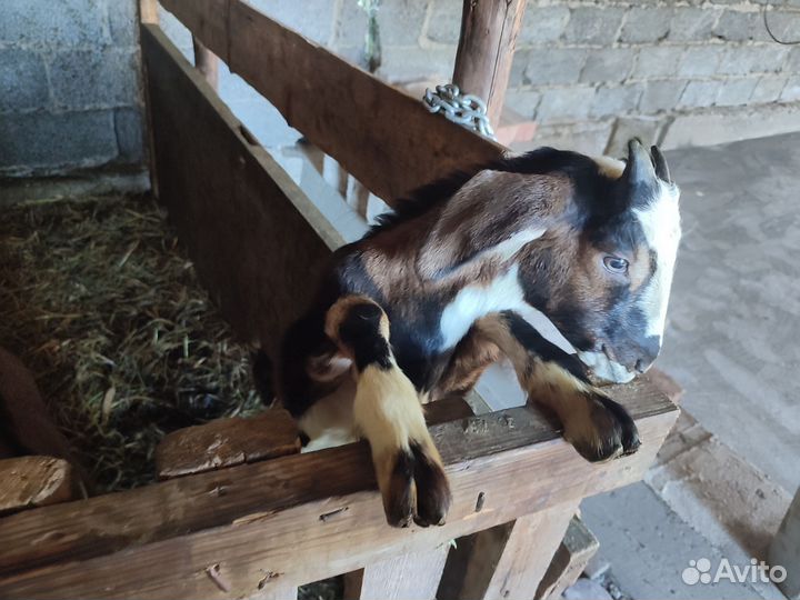 Козлята чешские нубийские