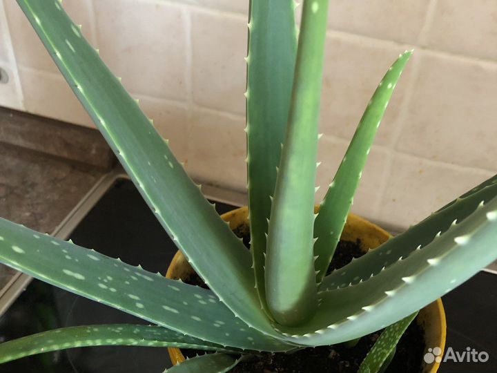 Алое вера Алоэ 30-35 см