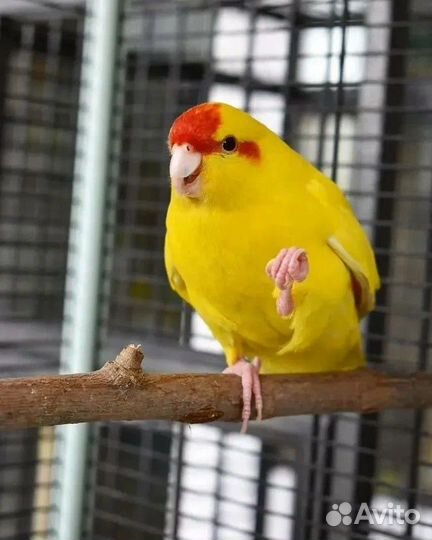 Попугай какарик