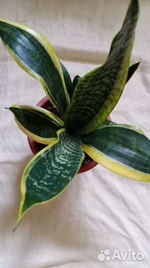 Сансевиерия