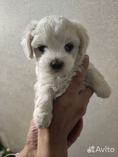 Мини Мальтезе