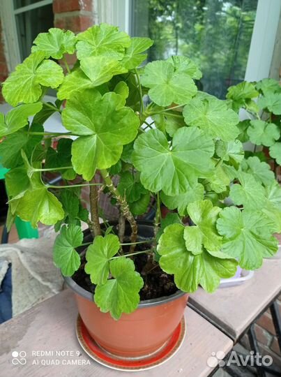 Герань (озелените балкон)