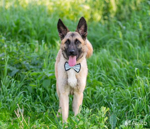 Собака в дар