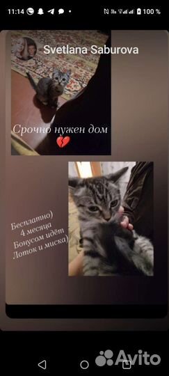 Отдам котенка в добрые руки