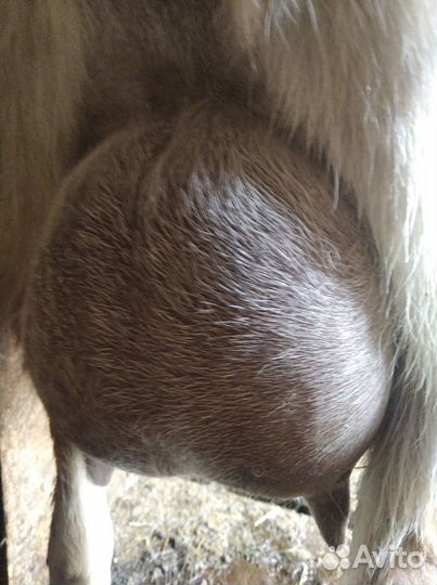 Коза дойная