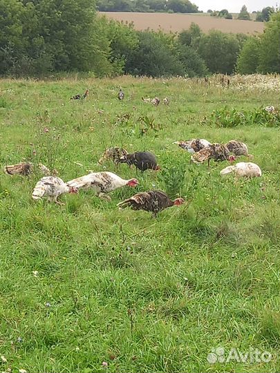 Индюки молодняк