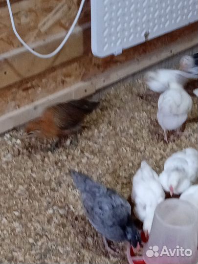 Куры молодки несушки