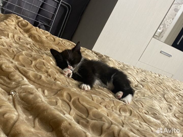 Котята