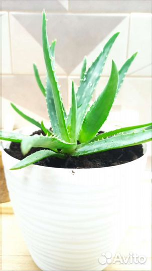 Комнатные цветы алоэ