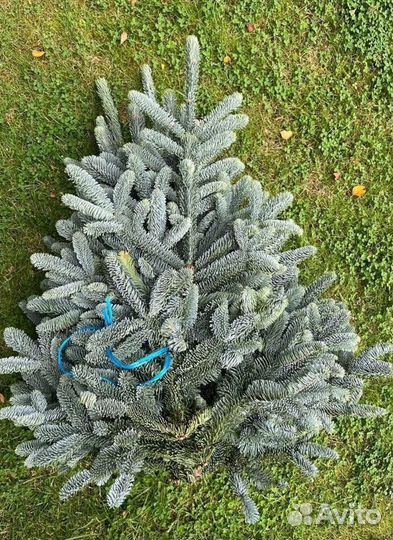 Настоящая Голубая ель. Зарубежный. Лапник еловый