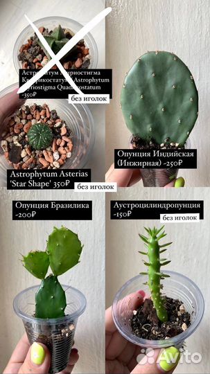 Суккуленты почтой