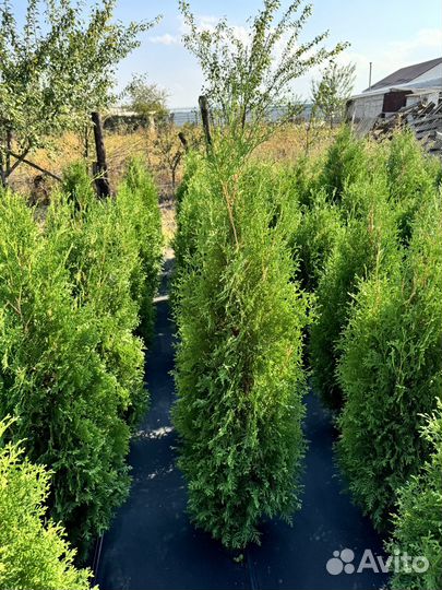 Туя колумна