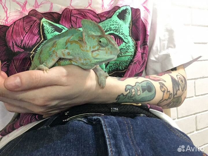 Уход за террариумами/Аквариумами