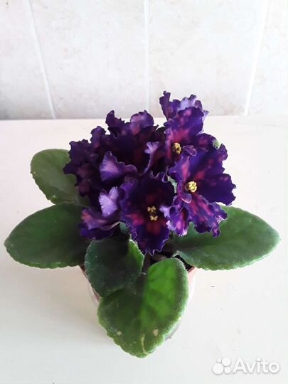 Фиалка контрастная