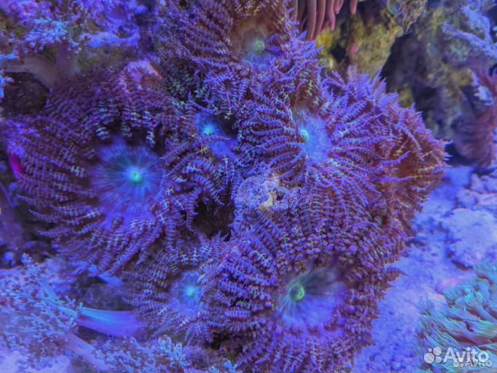 Морские кораллы