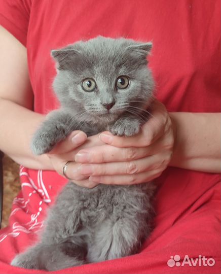 Кошечка бесплатно в добрые руки