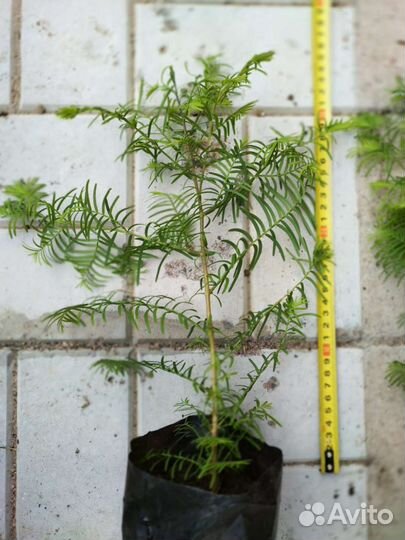 Метасеквойя сеянец 1 летка