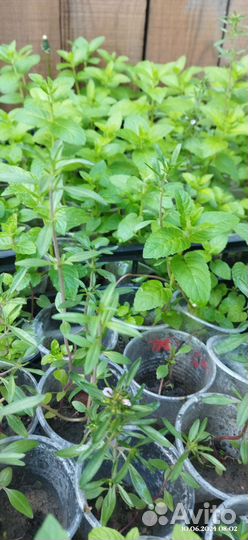 Рассада Мята, мелисса чабрец шалфей