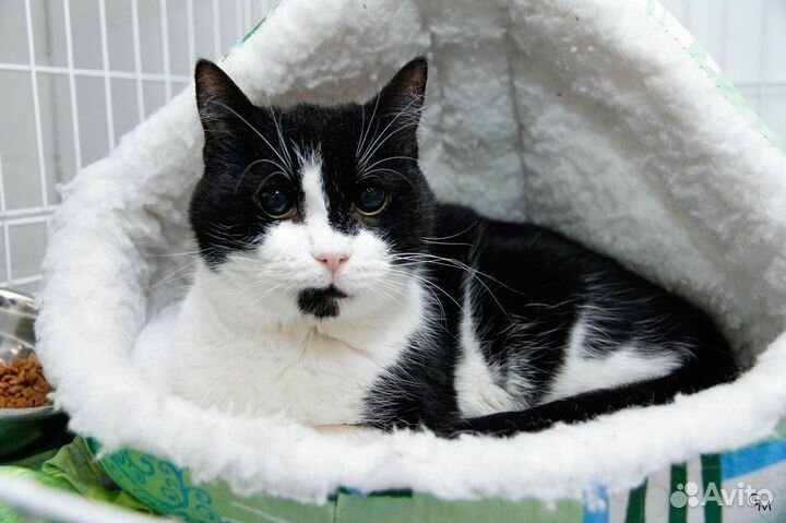 Кошки приюта ищут дом