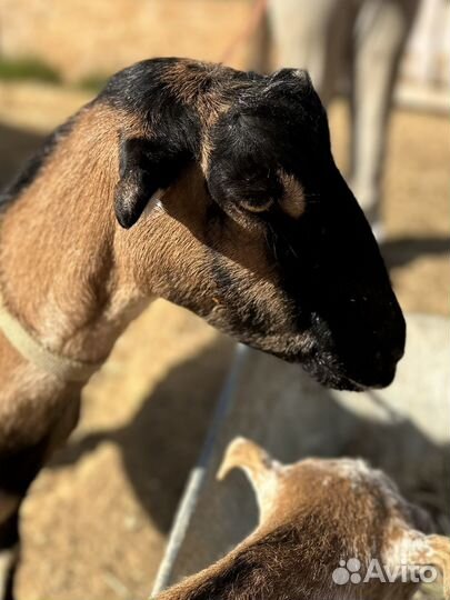 Коза дойная