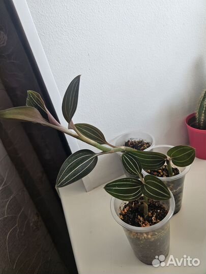 Орхидея лудизия