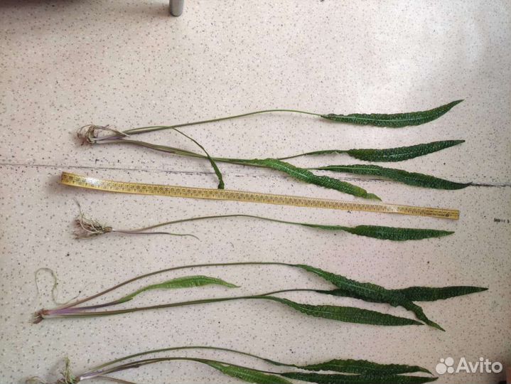 Растение в аквариум