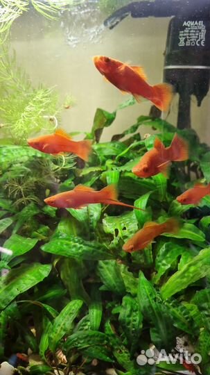 Меченосцы,водоросли