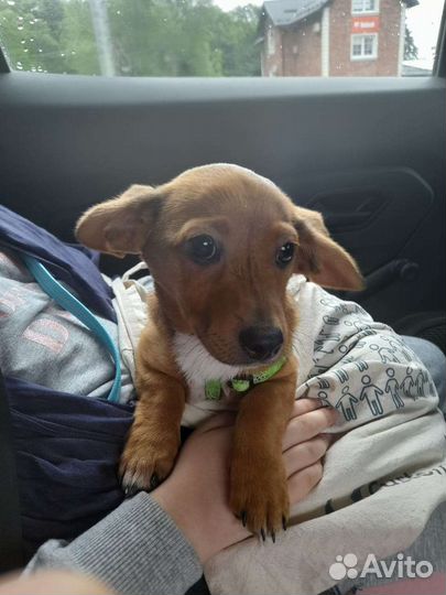 Щенок в добрые руки