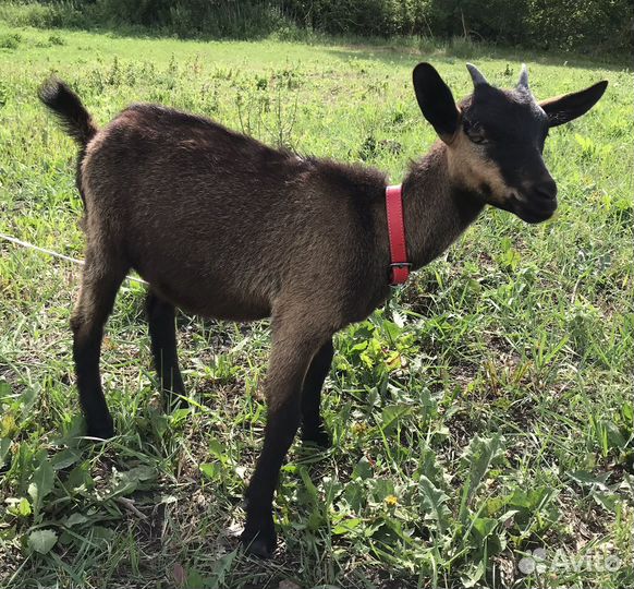 Чешская козочка