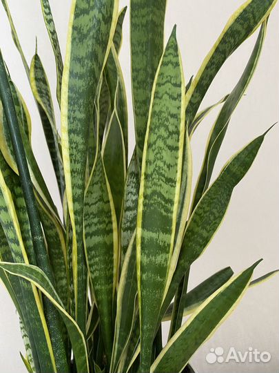 Сансевиерия лауренти