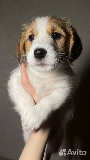 Щенок Джек Рассел мальчик Брокен