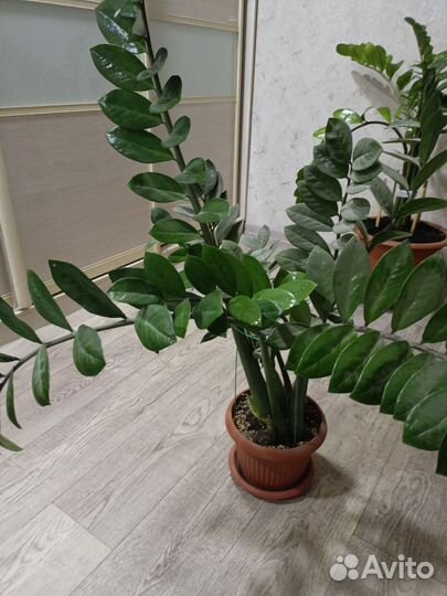 Замиокулькас