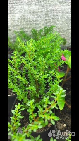 Комнатные растения