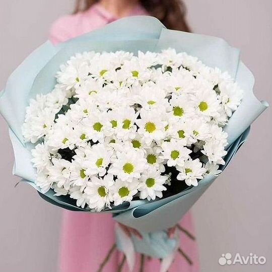 Хризантема