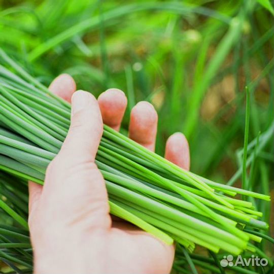 Лук Джусай, чесночный лук. Мята перечная