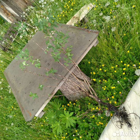 Жимолость татарская. Саженцы для изгороди