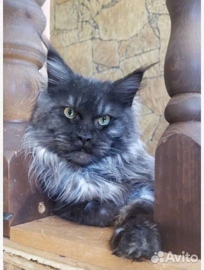 Котята мейн-кун