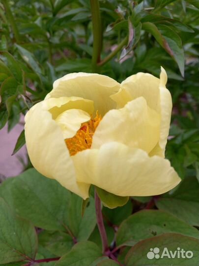 Пион Млокосевича