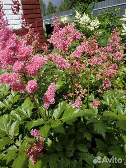 Астильбы низкорослые