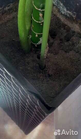 Диффенбахия