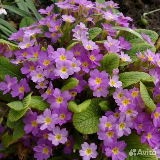 Примула розовая или малиновая